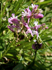 Polygala calcarea
