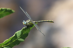 Gomphus graslinii