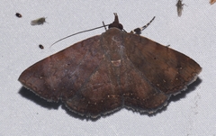 Mecodina