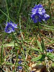 Veronica sennenii