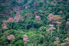 Pterocymbium oceanicum