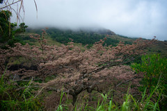 Pterocymbium oceanicum