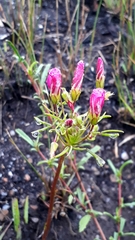 Oxalis pendulifolia