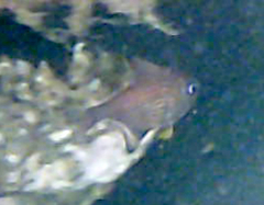 Pempheris multiradiata