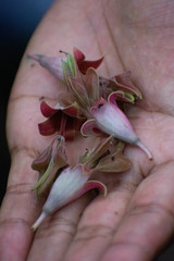 Pterocymbium oceanicum