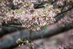 Pterocymbium oceanicum