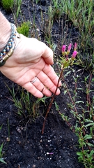 Oxalis pendulifolia