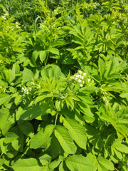 Chaerophyllum aromaticum