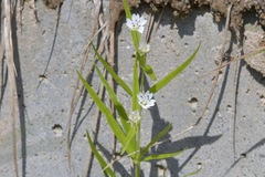 Pseudostellaria sylvatica