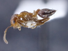 Crematogaster schmidti