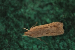 Helcystogramma triannulella