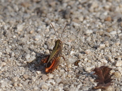 Omocestus rufipes