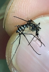 Aedes japonicus