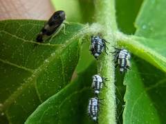 Pediopsoides distinctus