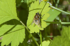 Merodon equestris