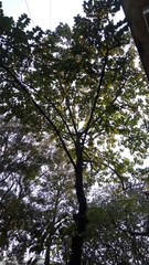 Neolamarckia cadamba