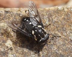 Triclista guttata