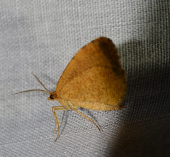 Mellilla xanthometata