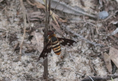 Exoprosopa fascipennis image