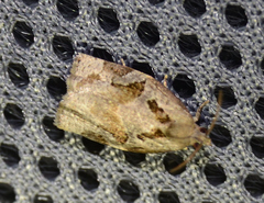 Archips grisea