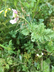 Cardamine pratensis