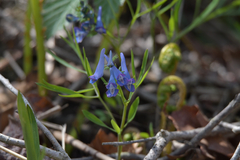 Corydalis turtschaninovii