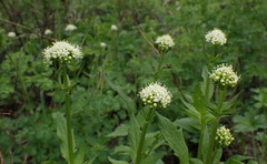 Valeriana californica