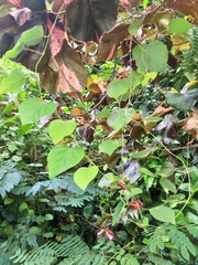 Pericampylus glaucus