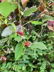 Pericampylus glaucus