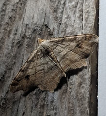 Macaria multilineata