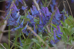 Corydalis turtschaninovii