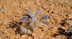 Crotalaria meyeriana