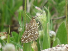 Evergestis frumentalis