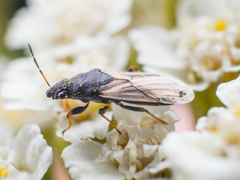 Metopoplax origani