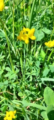 Lotus corniculatus