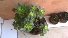 Aeonium