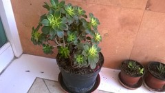 Aeonium