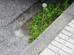 Taraxacum ekmanii