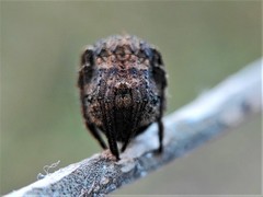 Poltys illepidus