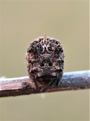 Poltys illepidus