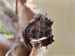 Poltys illepidus
