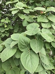 Viburnum carlesii