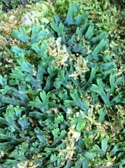 Marchantia polymorpha