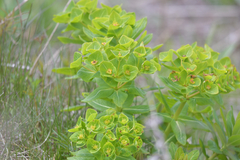 Euphorbia hylonoma