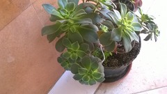 Aeonium
