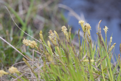 Carex limosa