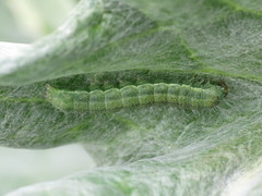 Heliothis peltigera