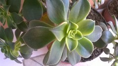 Aeonium