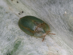 Cassida deflorata