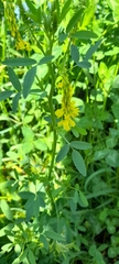 Melilotus officinalis